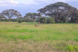 Amboseli nationalpark: Heldagsutflykt från Nairobi i en 4X4