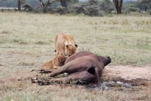 Amboseli National Park: Full Daytrip from Nairobi in a 4X4