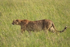 Amboseli National Park: Full Daytrip from Nairobi in a 4X4