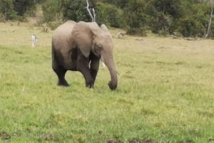 Amboseli National Park: Full Daytrip from Nairobi in a 4X4