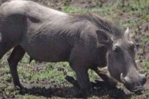 Amboseli National Park: Full Daytrip from Nairobi in a 4X4