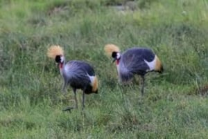 Amboseli National Park: Full Daytrip from Nairobi in a 4X4
