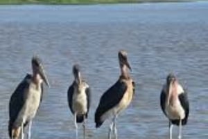 Amboseli National Park: Full Daytrip from Nairobi in a 4X4