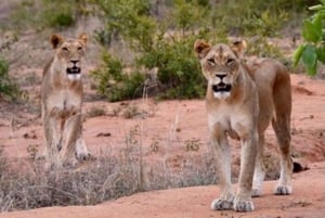 Amboseli National Park: Full Daytrip from Nairobi in a 4X4