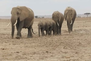 Amboseli National Park: Full Daytrip from Nairobi in a 4X4