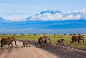 Amboselin kansallispuisto: Nairobista 4X4-vaunulla.