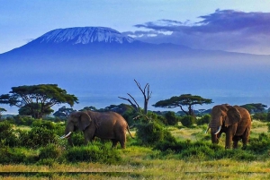 Amboseli nationalpark: Heldagsutflykt från Nairobi i en 4X4