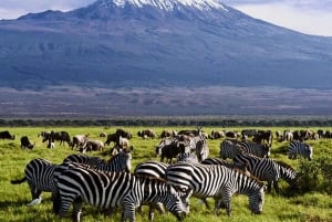 Parque Nacional Amboseli: Passeio de um dia inteiro saindo de Nairóbi em um 4X4