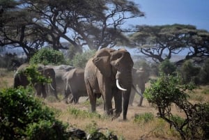 Parque Nacional Amboseli: Passeio de um dia inteiro saindo de Nairóbi em um 4X4