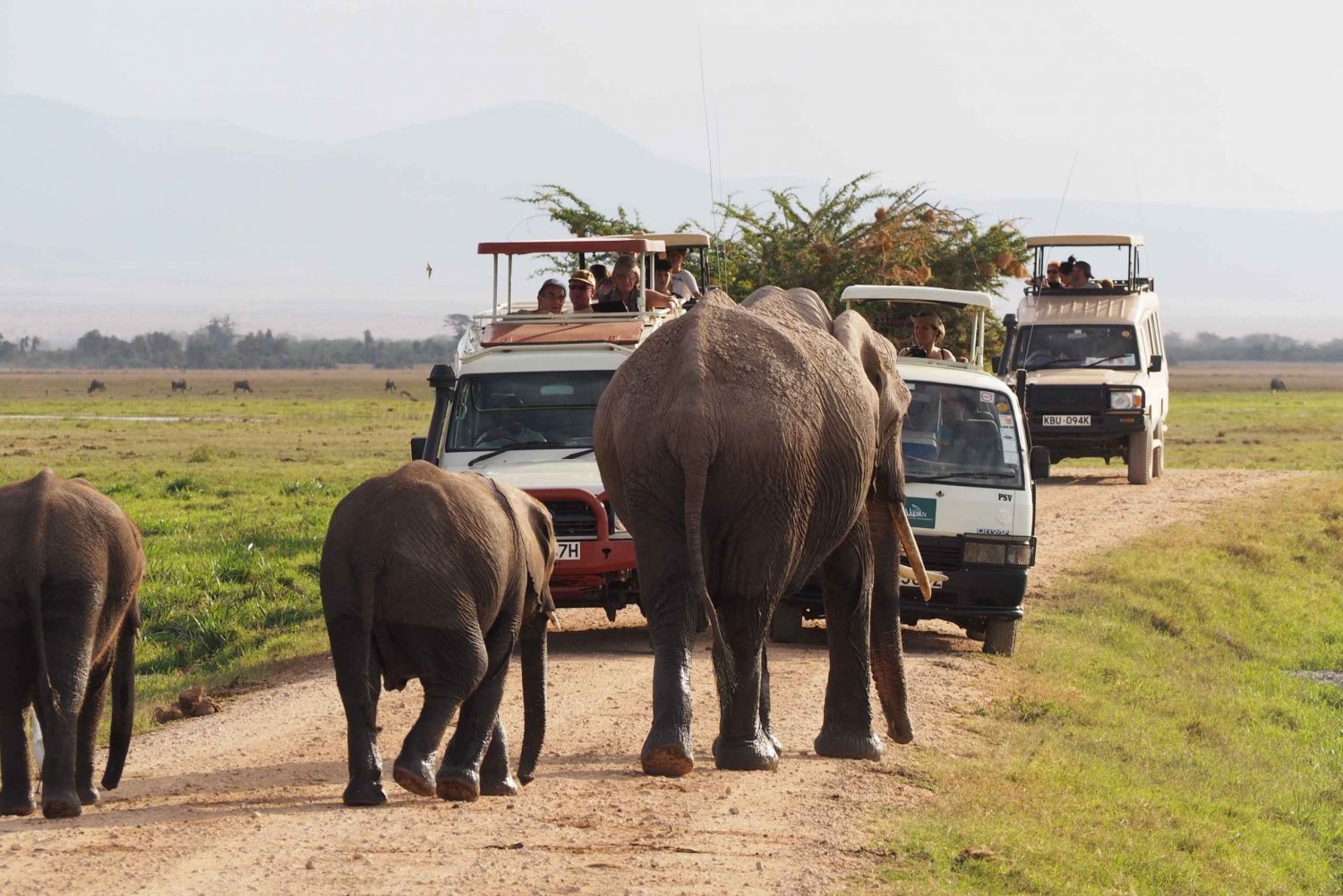 Amboseli National Park: Guided Full Day Tour