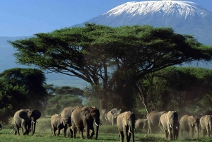 Parque Nacional de Amboseli: Excursão guiada de 1 dia
