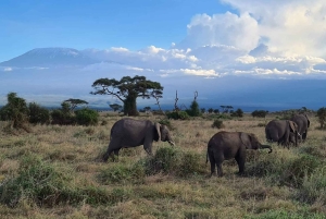 Parque Nacional de Amboseli: Excursão guiada de 1 dia