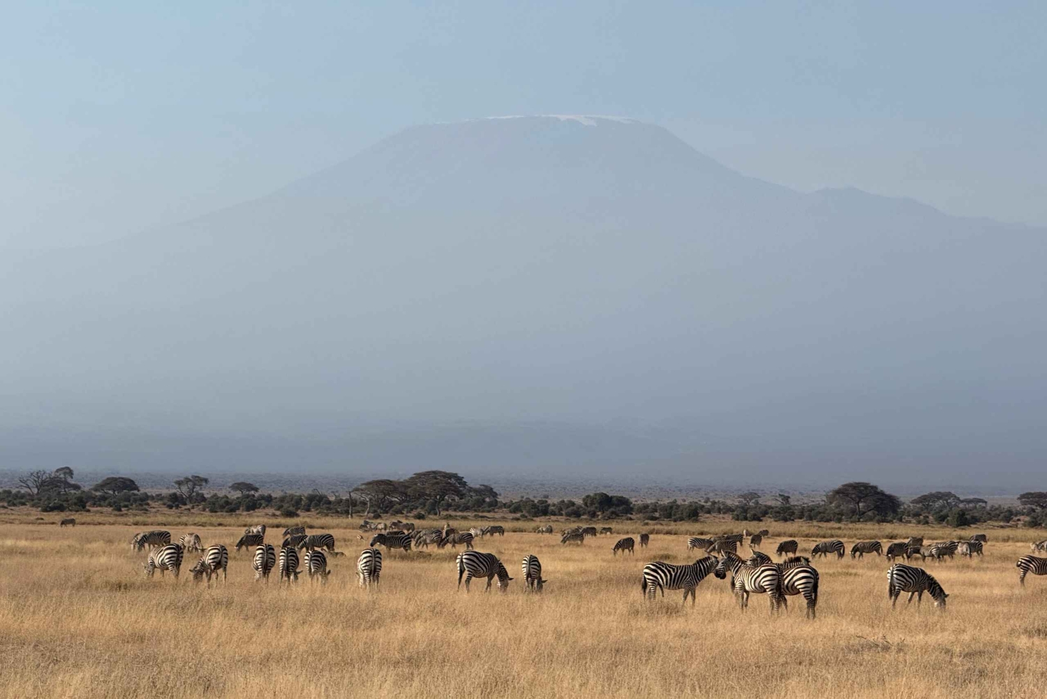 Guidet safari i Amboseli nasjonalpark med henting og avlevering