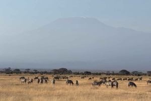 Guidet safari i Amboseli nasjonalpark med henting og avlevering
