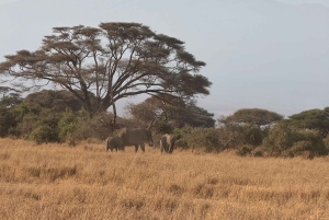 Guidet safari i Amboseli nasjonalpark med henting og avlevering