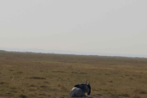 Guidet safari i Amboseli nasjonalpark med henting og avlevering