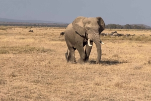 Guidet safari i Amboseli nasjonalpark med henting og avlevering