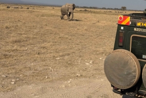 Guidet safari i Amboseli nasjonalpark med henting og avlevering