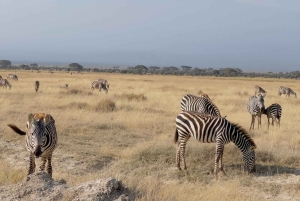 Guidet safari i Amboseli nasjonalpark med henting og avlevering
