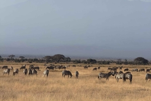 Guidet safari i Amboseli nasjonalpark med henting og avlevering
