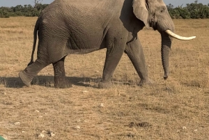 Guidet safari i Amboseli nasjonalpark med henting og avlevering