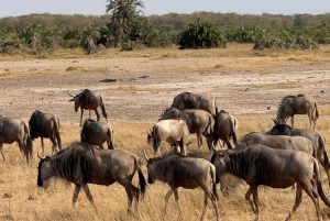 Guidet safari i Amboseli nasjonalpark med henting og avlevering