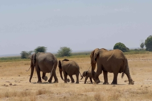 Guidet safari i Amboseli nasjonalpark med henting og avlevering