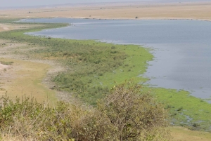 Guidet safari i Amboseli nasjonalpark med henting og avlevering
