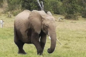 Amboseli National Park Guided Tour From Nairobi