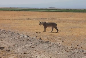 1 Day Amboseli National Park Tour With Masai Village Tour