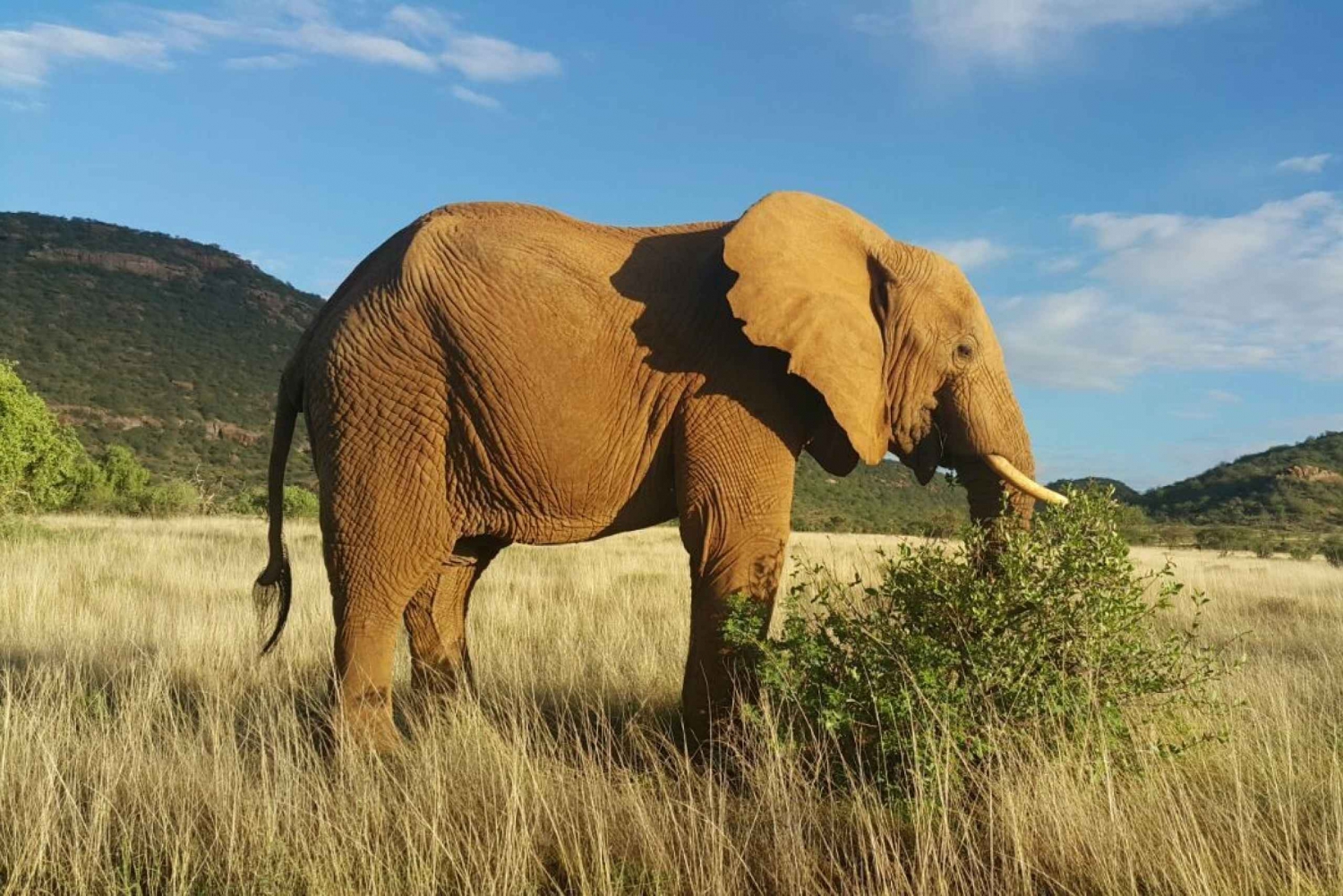 Amboseli nationalpark: Övernattning och safari