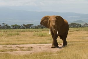 Amboseli National Park: Overnight and Safari