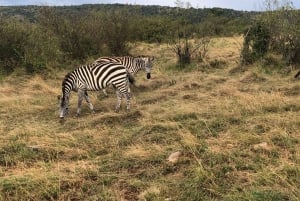 Amboseli National Park: Safari med boende