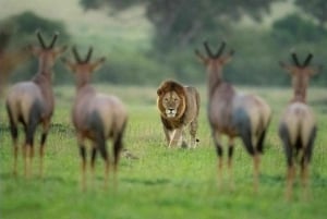 Amboseli National Park: Safari med boende