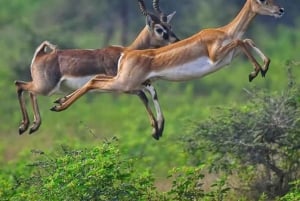 Amboseli National Park: Safari med boende