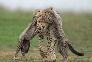 Amboseli National Park: Safari med boende