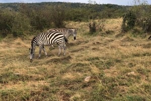 Amboseli National Park: Safari with Accommodation