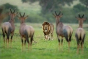 Amboseli National Park: Safari with Accommodation