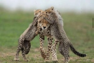 Amboseli National Park: Safari with Accommodation