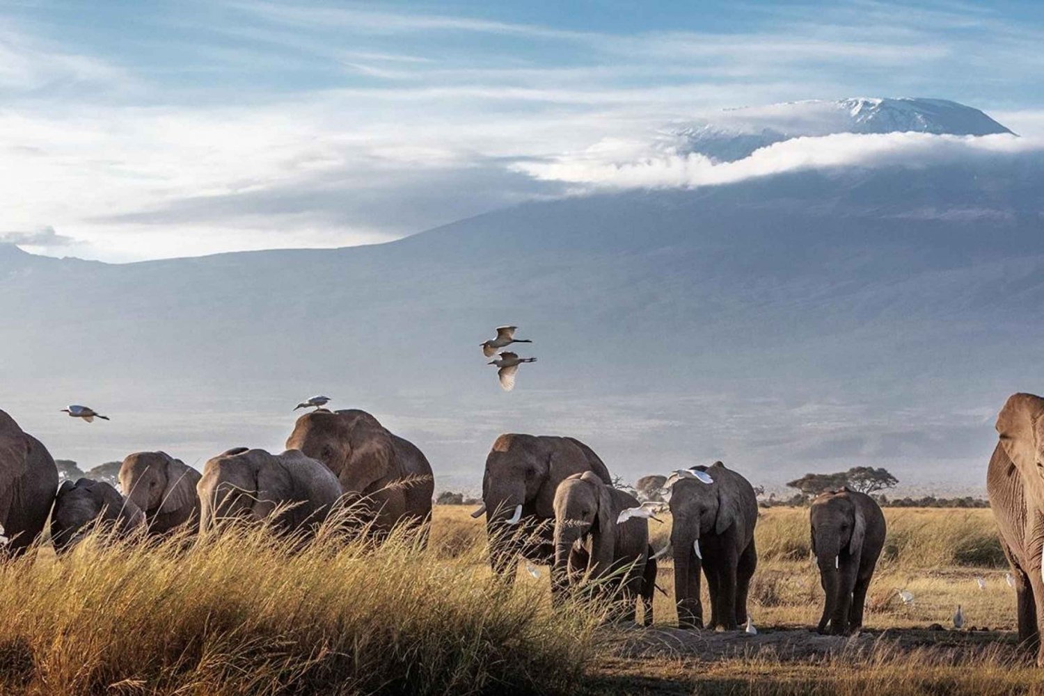 Amboselin kansallispuiston villieläinten päiväretki Nairobista käsin
