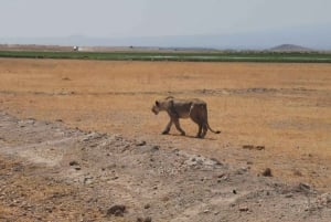 Amboseli Wildlife Day Tour e visita à aldeia Masai