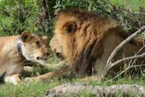 Amboseli Wildlife Day Tour och besök i Masai Village