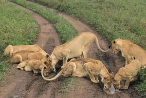 Amboseli Wildlife Day Tour och besök i Masai Village