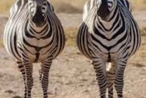 Amboseli Wildlife Day Tour och besök i Masai Village