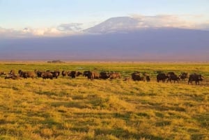 Amboseli Wildlife Day Tour och besök i Masai Village