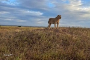 Amboseli Wildlife Day Tour och besök i Masai Village