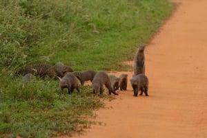 Amboseli Wildlife Day Tour och besök i Masai Village
