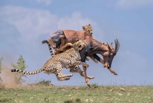 Amboseli Wildlife Day Tour och besök i Masai Village