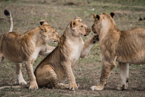 Amboseli