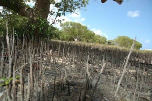 Arabuko Sokoke Forest & Mida Creek Tour from Malindi